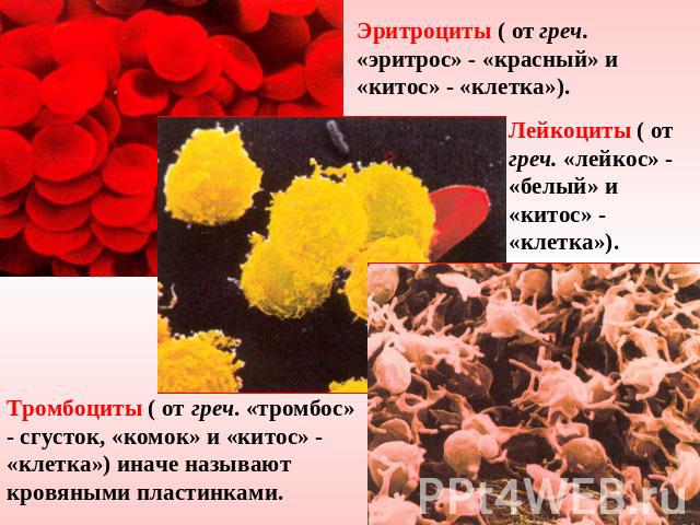 Эритроциты ( от греч. «эритрос» - «красный» и «китос» - «клетка»). Лейкоциты ( от греч. «лейкос» - «белый» и «китос» - «клетка»). Тромбоциты ( от греч. «тромбос» - сгусток, «комок» и «китос» - «клетка») иначе называют кровяными пластинками.