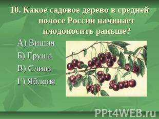 10. Какое садовое дерево в средней полосе России начинает плодоносить раньше? А)
