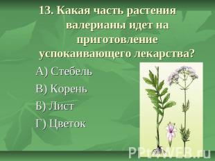 13. Какая часть растения валерианы идет на приготовление успокаивающего лекарств