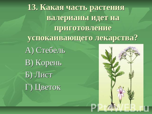 13. Какая часть растения валерианы идет на приготовление успокаивающего лекарства? А) Стебель В) Корень Б) Лист Г) Цветок
