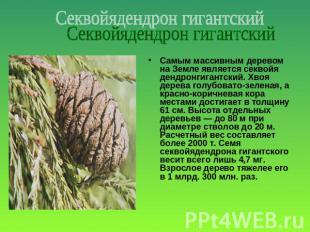 Секвойядендрон гигантский Самым массивным деревом на Земле является секвойя денд
