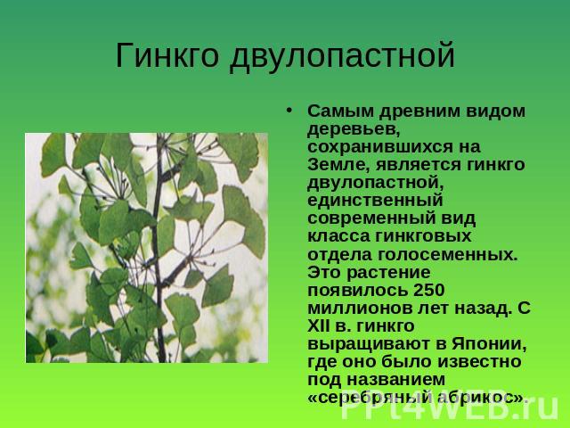 Гинкго двулопастной Самым древним видом деревьев, сохранившихся на Земле, является гинкго двулопастной, единственный современный вид класса гинкговых отдела голосеменных. Это растение появилось 250 миллионов лет назад. С ХII в. гинкго выращивают в Я…