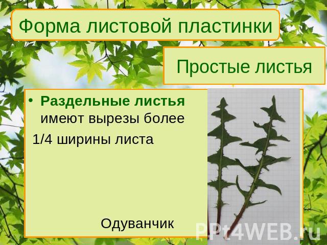 Форма листовой пластинки Простые листья Раздельные листьяимеют вырезы более 1/4 ширины листа Одуванчик