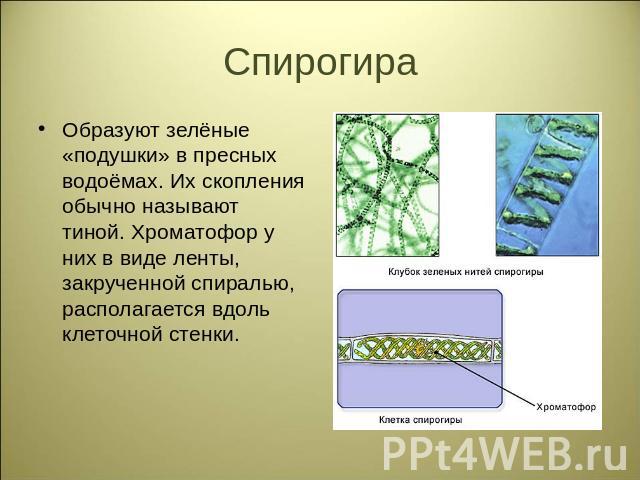 Спирогира Образуют зелёные «подушки» в пресных водоёмах. Их скопления обычно называют тиной. Хроматофор у них в виде ленты, закрученной спиралью, располагается вдоль клеточной стенки.