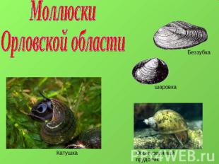 Моллюски Орловской области