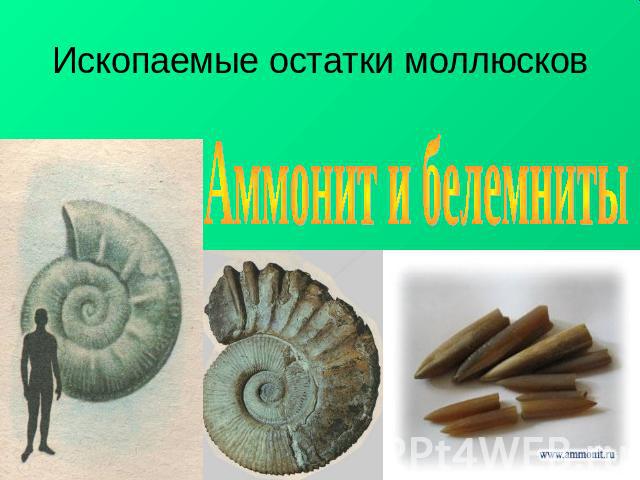 Ископаемые остатки моллюсков Аммонит и белемниты