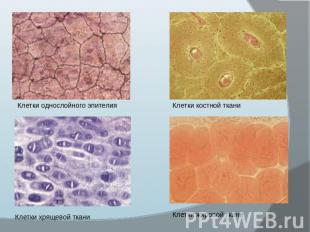 Клетки однослойного эпителия Клетки костной ткани Клетки хрящевой ткани Клетки ж