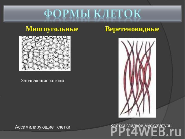 Формы клеток Многоугольные Веретеновидные Запасающие клетки Ассимилирующие клетки Клетки гладкой мускулатуры