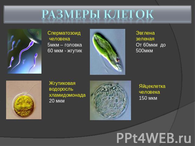 Размеры клеток Сперматозоид человека 5мкм – головка 60 мкм - жгутик Эвглена зеленая От 60мкм до 500мкм Жгутиковая водоросль хламидомонада 20 мкм Яйцеклетка человека 150 мкм