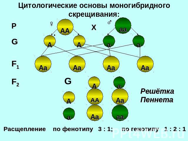 Цитологические основы моногибридного скрещивания: Расщепление по фенотипу 3 : 1; по генотипу 1 : 2 : 1
