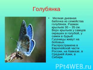 Голубянка Мелкая дневная бабочка из семейства голубянок. Размах крыльев 30 – 35