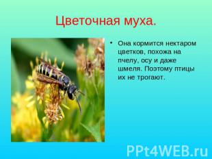 Цветочная муха. Она кормится нектаром цветков, похожа на пчелу, осу и даже шмеля