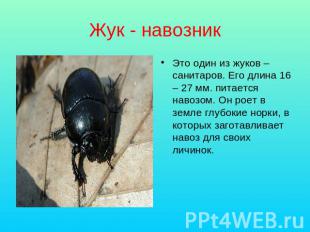 Жук - навозник Это один из жуков – санитаров. Его длина 16 – 27 мм. питается нав