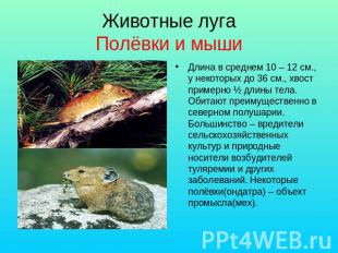 Животные луга Полёвки и мыши Длина в среднем 10 – 12 см., у некоторых до 36 см.,