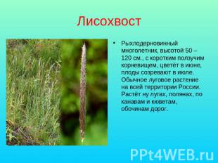 Лисохвост Рыхлодерновинный многолетник, высотой 50 – 120 см., с коротким ползучи