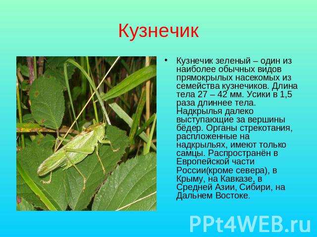 Кузнечик Кузнечик зеленый – один из наиболее обычных видов прямокрылых насекомых из семейства кузнечиков. Длина тела 27 – 42 мм. Усики в 1,5 раза длиннее тела. Надкрылья далеко выступающие за вершины бёдер. Органы стрекотания, распложенные на надкры…