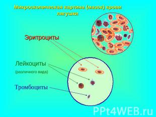 Микроскопическая картина (мазок) крови лягушки Эритроциты Лейкоциты различного в