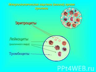 Микроскопическая картина (мазок) крови кролика Эритроциты Лейкоциты (различного