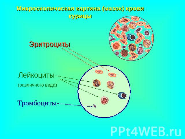 Микроскопическая картина (мазок) крови курицы Эритроциты Лейкоциты (различного вида) Тромбоциты