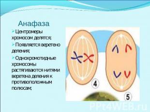 Анафаза Центромеры хромосом делятся; Появляется веретено деления; Однохромотидны