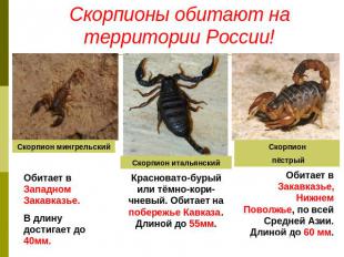 Скорпионы обитают на территории России! Обитает в Западном Закавказье. В длину д