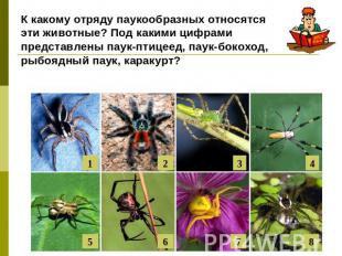 К какому отряду паукообразных относятся эти животные? Под какими цифрами предста