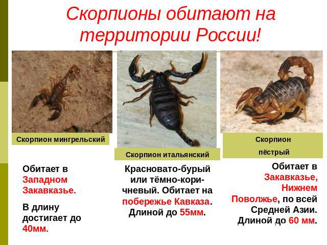 Скорпионы обитают на территории России! Обитает в Западном Закавказье. В длину достигает до 40мм. Красновато-бурый или тёмно-кори-чневый. Обитает на побережье Кавказа. Длиной до 55мм. Обитает в Закавказье, Нижнем Поволжье, по всей Средней Азии. Длин…