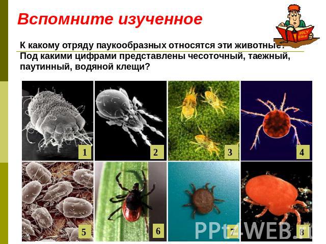 Вспомните изученное К какому отряду паукообразных относятся эти животные? Под какими цифрами представлены чесоточный, таежный, паутинный, водяной клещи?