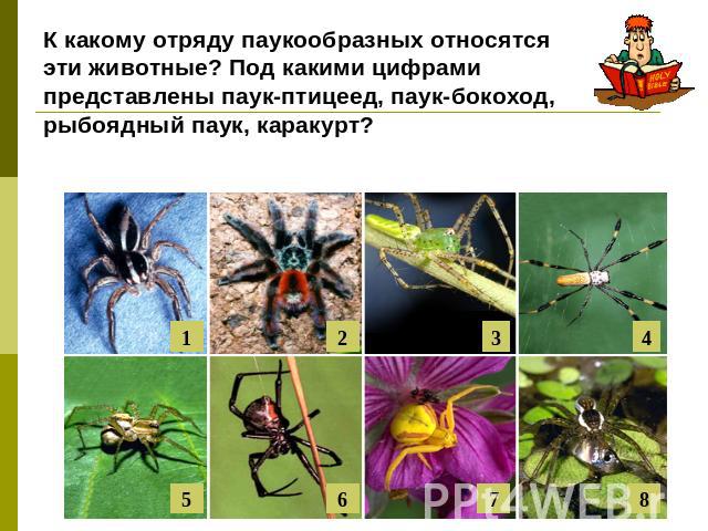 К какому отряду паукообразных относятся эти животные? Под какими цифрами представлены паук-птицеед, паук-бокоход, рыбоядный паук, каракурт?