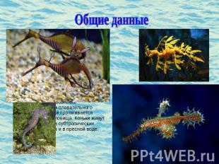 Общие данные Морской конек (лат. Hyppocampus)- род небольших костистых рыб семей