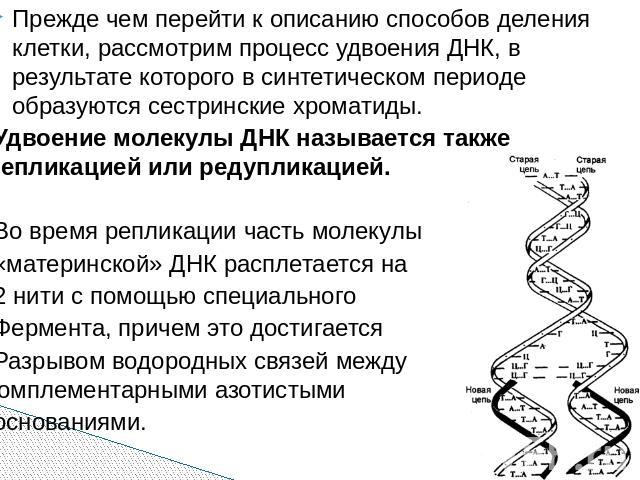 Прежде чем перейти к описанию способов деления клетки, рассмотрим процесс удвоения ДНК, в результате которого в синтетическом периоде образуются сестринские хроматиды. Удвоение молекулы ДНК называется также репликацией или редупликацией. Во время ре…