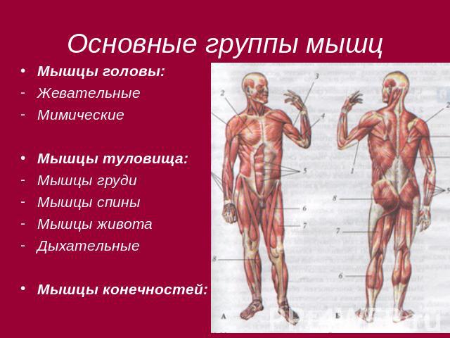 Основные группы мышц Мышцы головы: Жевательные Мимические Мышцы туловища: Мышцы груди Мышцы спины Мышцы живота Дыхательные Мышцы конечностей: