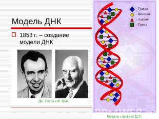 1853 г. – создание модели ДНК 1853 г. – создание модели ДНК