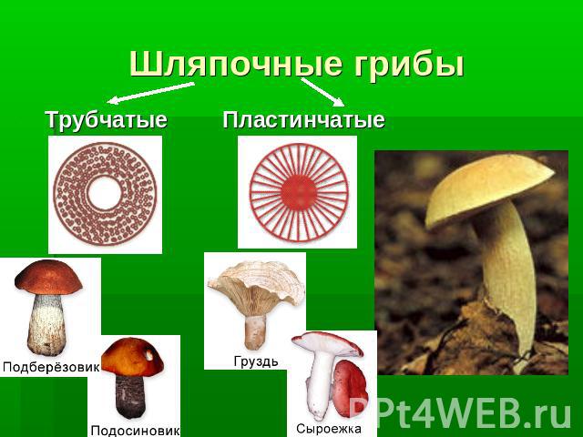 Шляпочные грибы