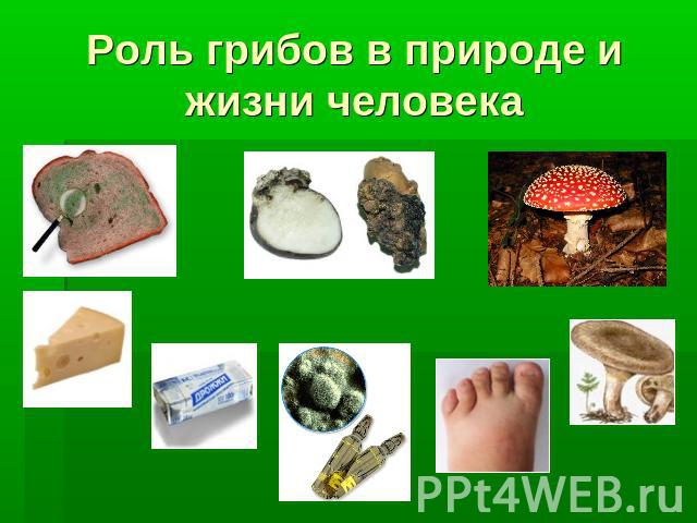 Роль грибов в природе и жизни человека