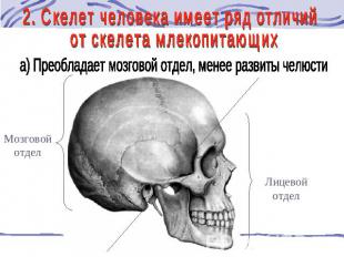 2. Скелет человека имеет ряд отличий от скелета млекопитающих а) Преобладает моз