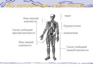 б) отделы скелета