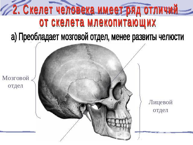 2. Скелет человека имеет ряд отличий от скелета млекопитающих а) Преобладает мозговой отдел, менее развиты челюсти