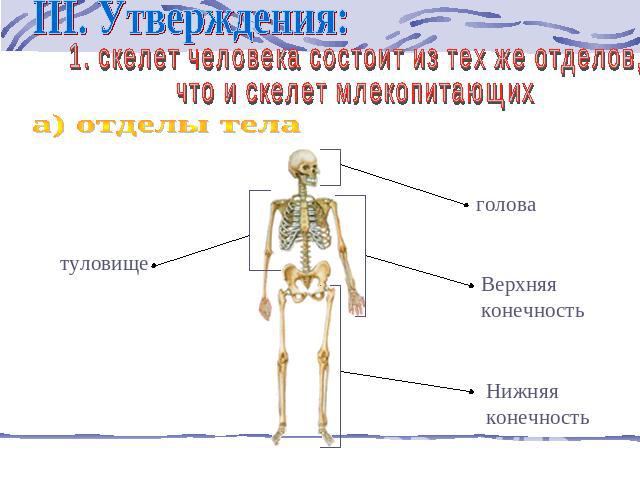 III. Утверждения: 1. скелет человека состоит из тех же отделов, что и скелет млекопитающих а) отделы тела