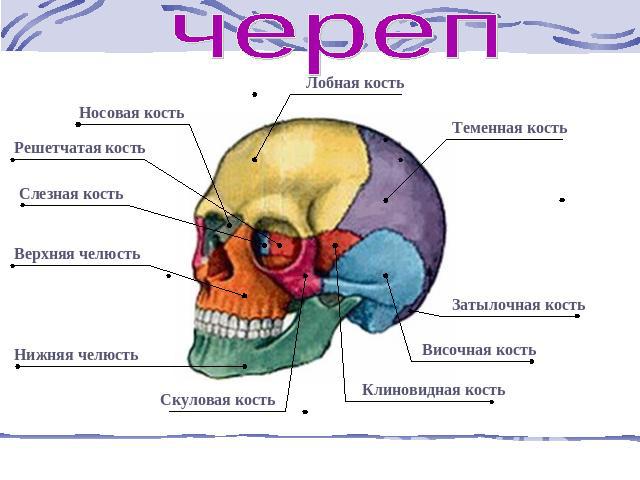 череп