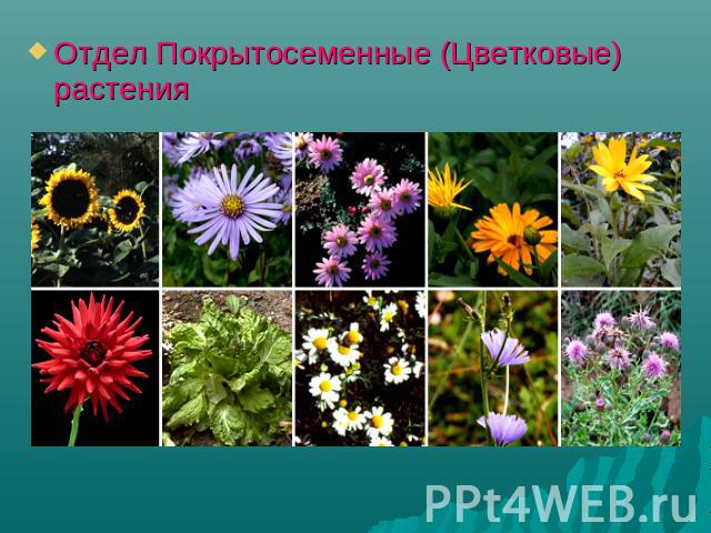 Отдел Покрытосеменные (Цветковые) растения