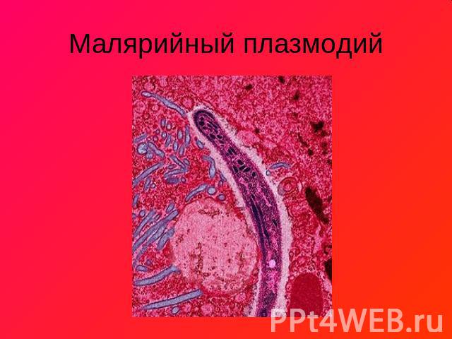 Малярийный плазмодий