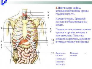 2. Перечислите цифры, которыми обозначены органы грудной полости. Назовите орган