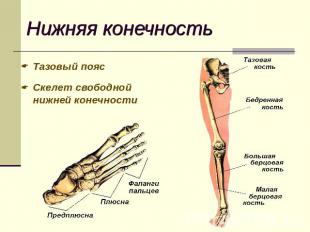Нижняя конечность Тазовый пояс Скелет свободной нижней конечности