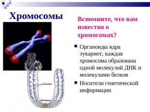 Вспомните, что вам известно о хромосомах? Органоиды ядра эукариот, каждая хромос