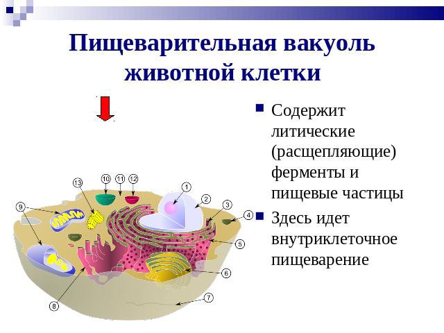 Пищеварительная вакуоль животной клетки Содержит литические (расщепляющие) ферменты и пищевые частицы Здесь идет внутриклеточное пищеварение