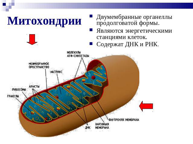 Митохондрии вумембранные органеллы продолговатой формы. Являются энергетическими станциями клеток. Содержат ДНК и РНК.