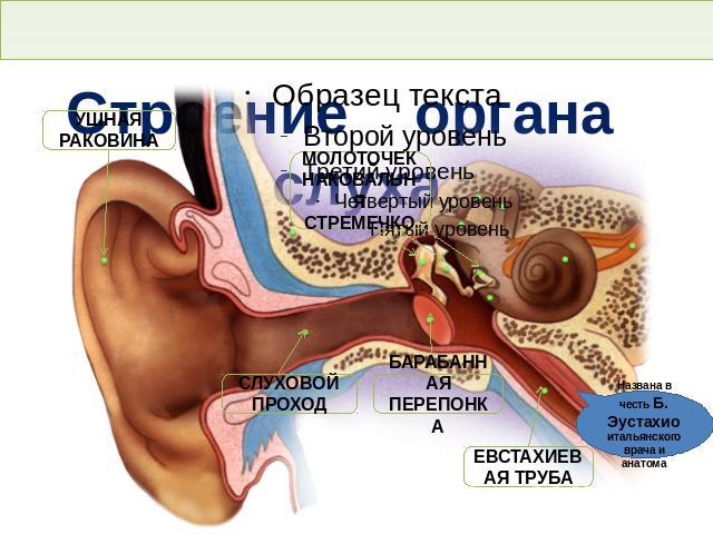 Строение органа слуха