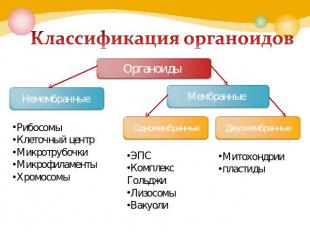 Классификация органоидов Органоиды Немембранные Рибосомы Клеточный центр Микротр