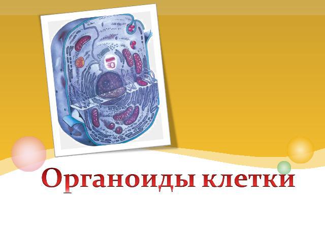 Органоиды клетки